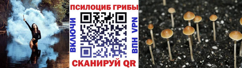 Галлюциногенные грибы Psilocybe  Купить где  Нововоронеж 